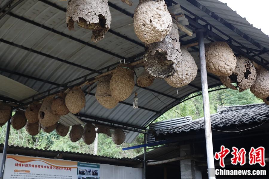 小胡蜂大作用，控蟲(chóng)致富促多贏