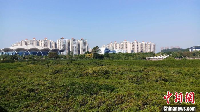 圖為防城港市北部灣海洋文化公園內(nèi)紅樹林郁郁蔥蔥?！●T抒敏 攝