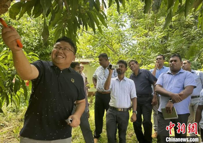 項目組芒果專家在種植園開展現(xiàn)場培訓。　中斯南南合作專家組供圖