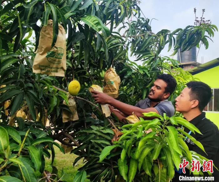 項目組專家在一處芒果生產(chǎn)基地開展田間病蟲害防控指導?！≈兴鼓夏虾献鲗＜医M供圖